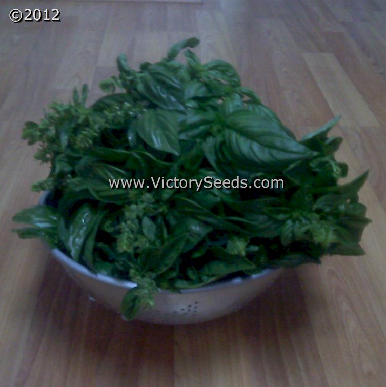 Basil Italian Large Leaf Sweet