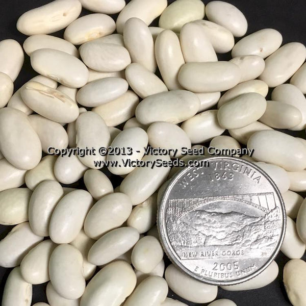 Blue Lake 274 Bush Green Bean Victory Seeds® Victory Seed Company