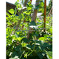 'Blue Lake FM-1K' pole green bean plants.