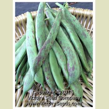 Borlotto (Borlotti) bush beans.