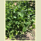 Borlotto (Borlotti) bush bean plants.
