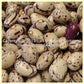 Borlotto (Borlotti) bush bean seeds.