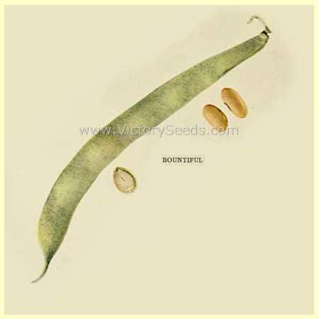'Bountiful' bush green bean. Litho from the "Vegetables of New York" series.