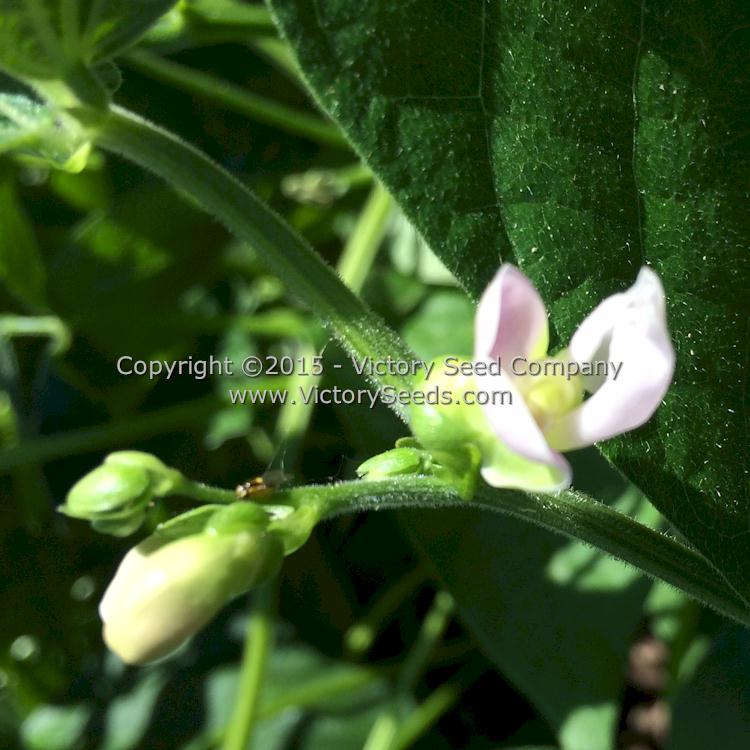 'Improved Commodore' bush green bean flowers.
