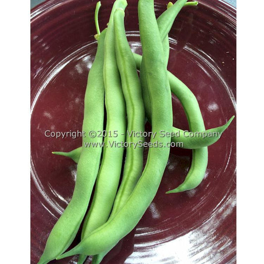 'Improved Commodore' bush green beans.
