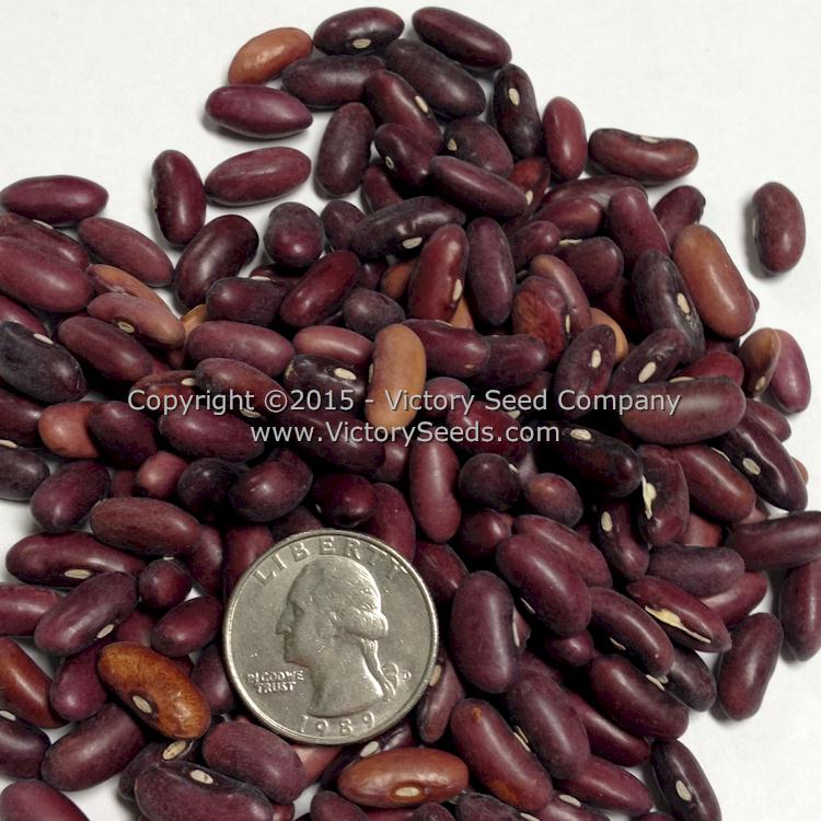 'Improved Commodore' bush green bean seeds.