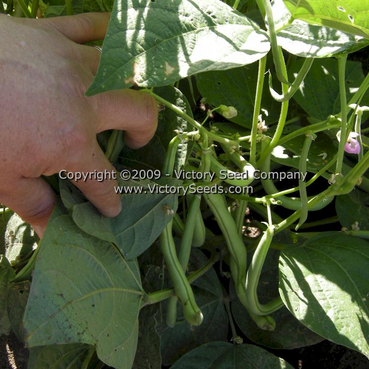 'Contender' bush green bean pods.