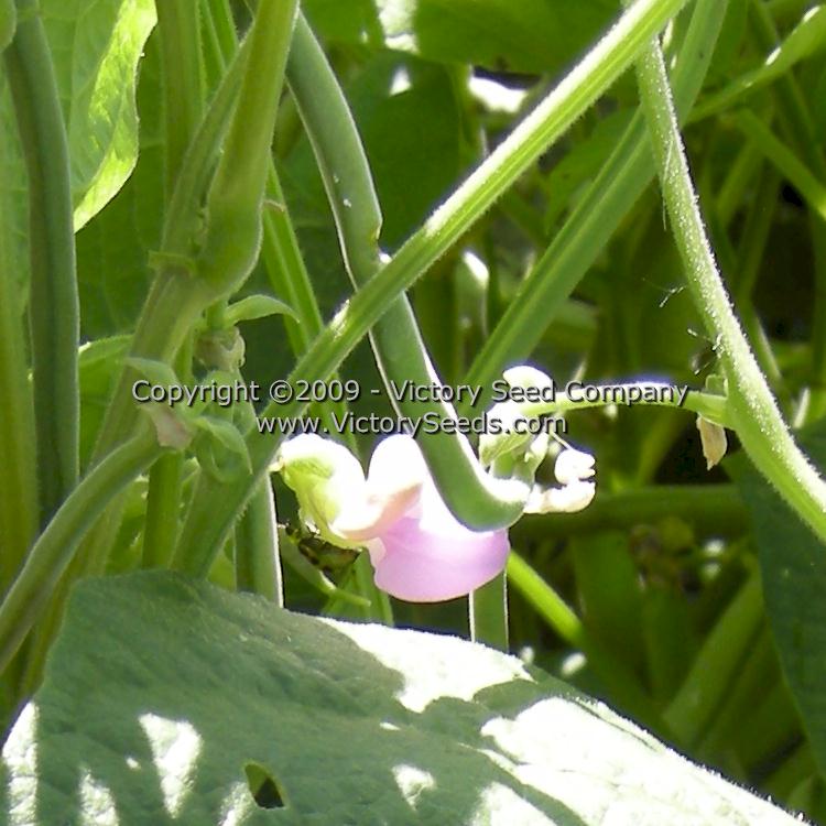 'Contender' bush green bean flower.