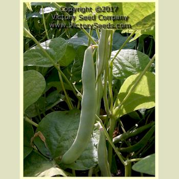 'Gaia' bush bean.