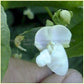 'Gaia' bush bean flower.