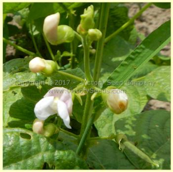 'Gaia' bush bean flowers.