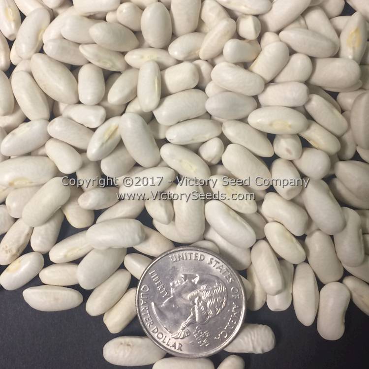 'Golden Butterwax' bean seeds.