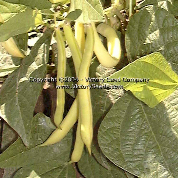 'Golden Wax Improved' (aka 'Topnotch') bush beans.