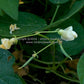 'Golden Wax Improved' (aka 'Topnotch') bush bean flowers.