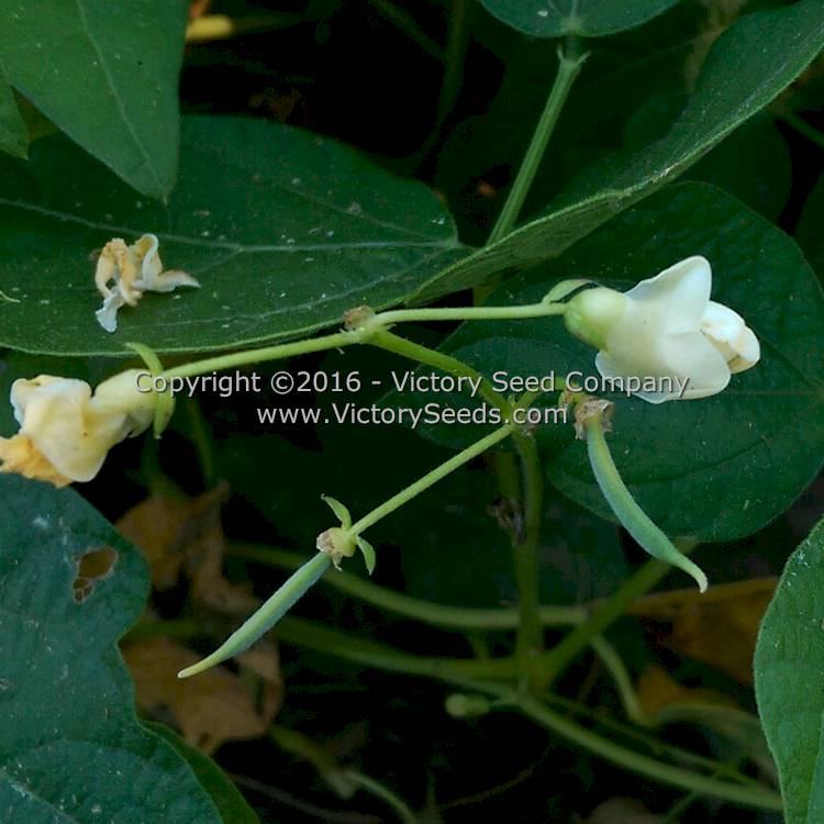 'Golden Wax Improved' (aka 'Topnotch') bush bean flowers.