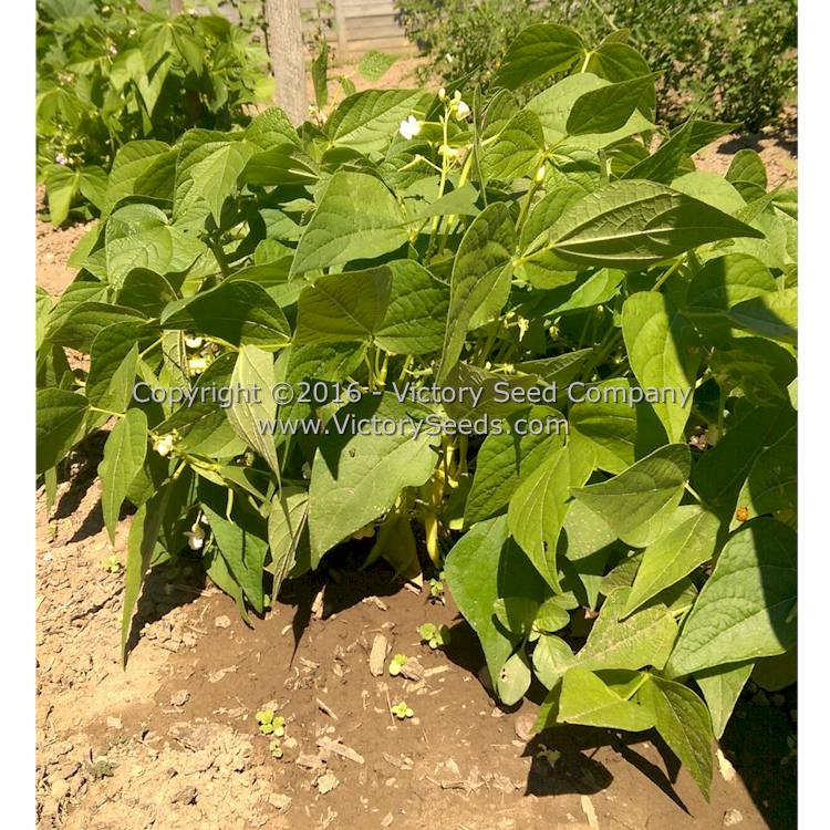 'Golden Wax Improved' (aka 'Topnotch') bush bean plants.