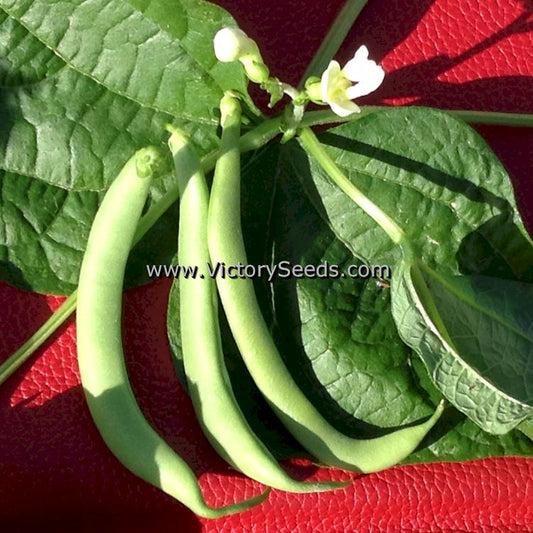 'Greencrop' bush green beans.