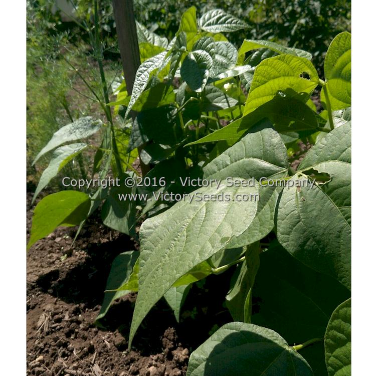 'Greencrop' bush green bean plants.