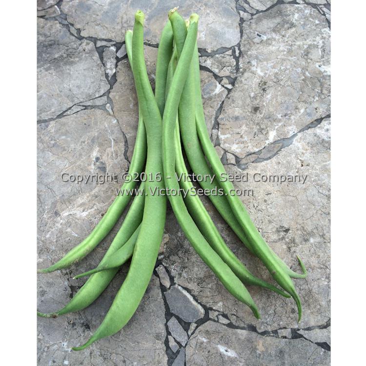 'Greencrop' bush green bean pods.