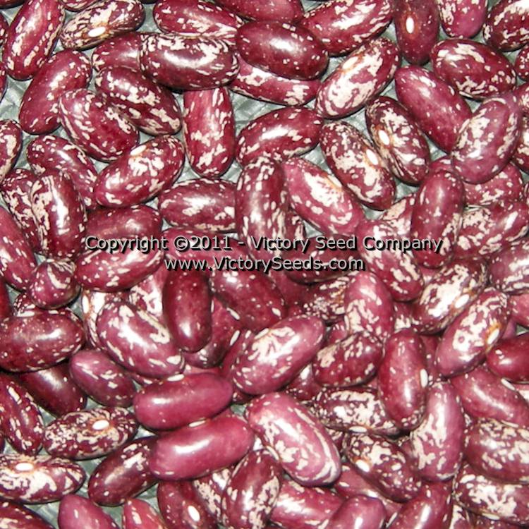 'Gross Brother's Vermont Cranberry' bush bean seeds.