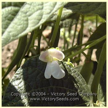 'Gross Brother's Vermont Cranberry' bush bean flower.