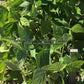 'Improved Tendergreen' bush green bean plant.