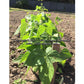 'Improved Tendergreen' bush green bean plant.