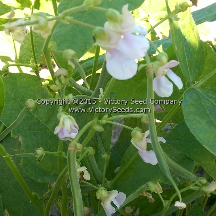 'Large Purple Kidney' bush dry bean flower.