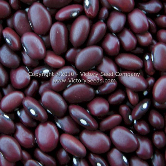 Montezuma Red (aka Mexican Red) Beans