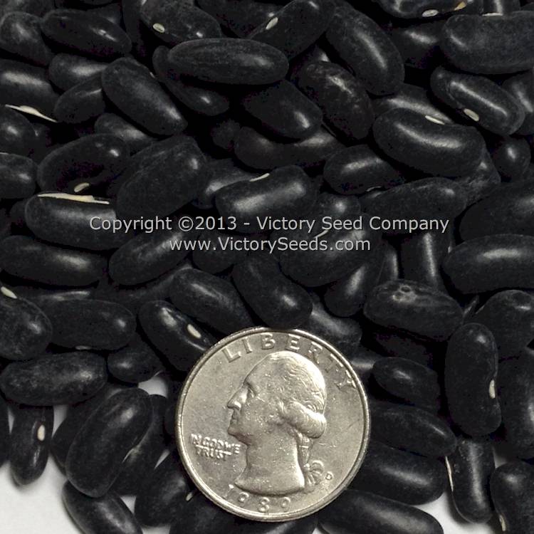 'Pencil Pod Black Wax' bush bean seeds.