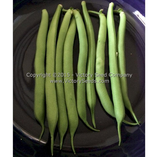 'Provider' bush green beans.