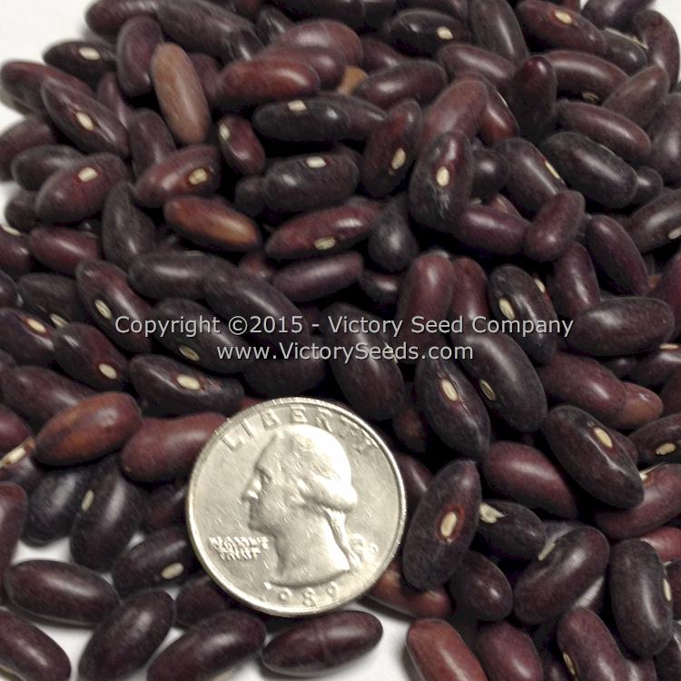 'Provider' bush green bean seeds.