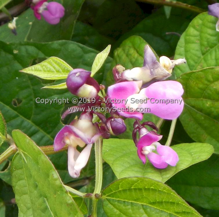 'Purple Dove' bush bean flowers.