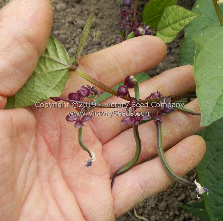 Immature 'Purple Dove' bush bean pods.