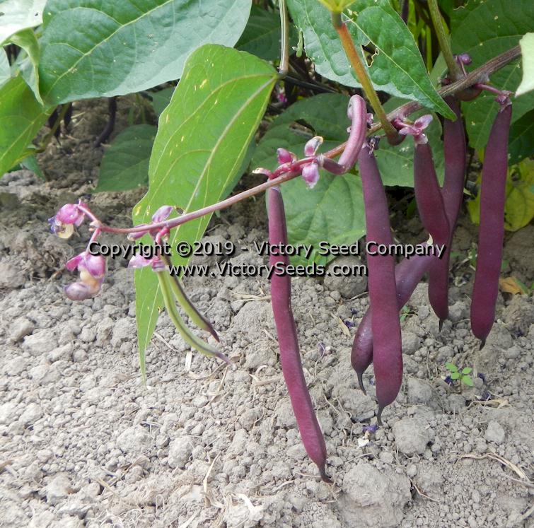 'Purple Dove' bush bean pods.