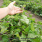 'Purple Dove' bush bean plant runner.