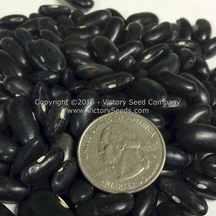 'Resistant Cherokee Wax' bush snap bean seeds.