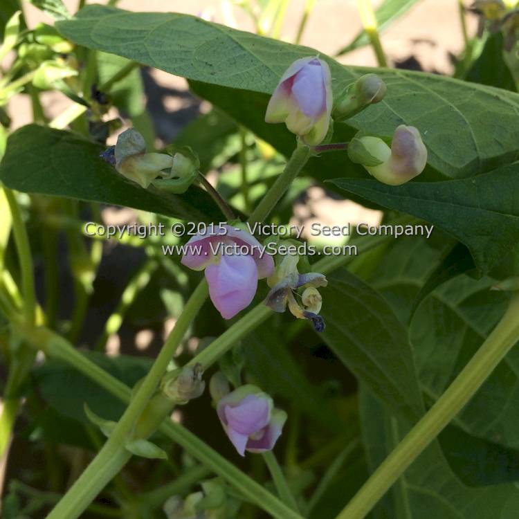 'Resistant Cherokee Wax' bush snap bean flowers.