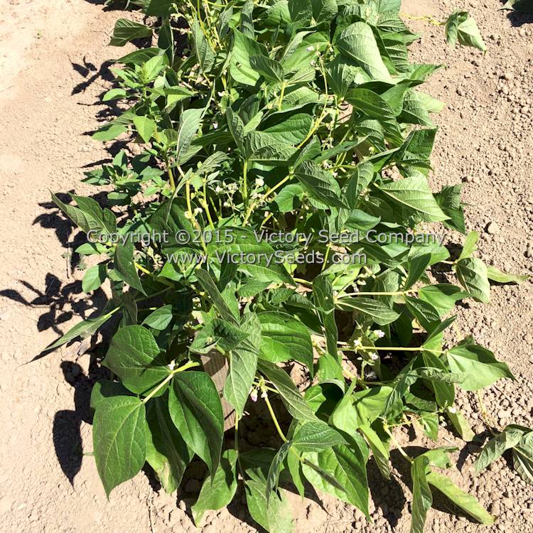 'Resistant Cherokee Wax' bush snap bean plant.