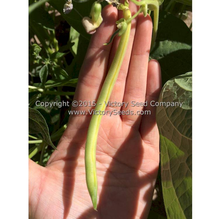 An immature 'Resistant Cherokee Wax' bush snap bean pod.