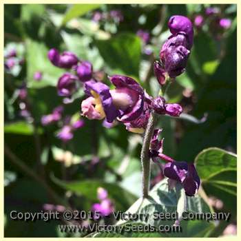 'Royalty Purple Pod' bean flowers.