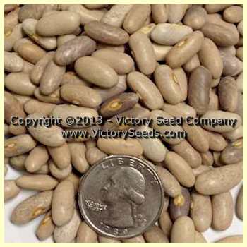 'Royalty Purple Pod' bean seeds.