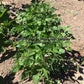'Spartan Arrow' bush green bean plants.