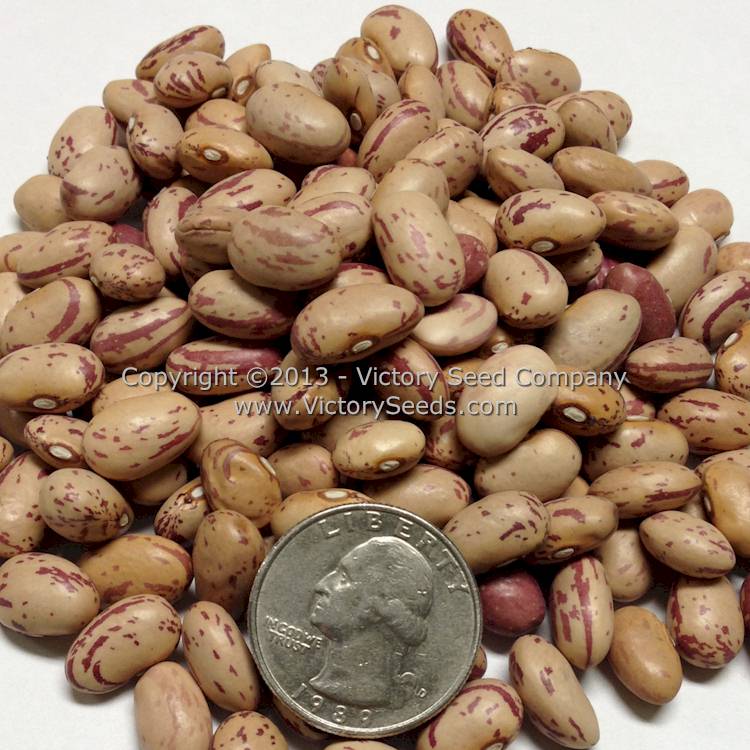 'Taylor's Dwarf Horticultural' bush beans.