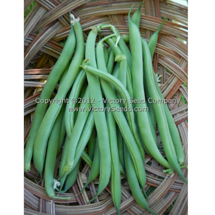 'Tenderette' bush green beans.