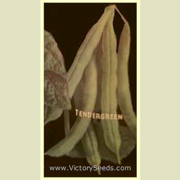 'Tendergreen' bush green beans from the 1933 Henderson's catalog