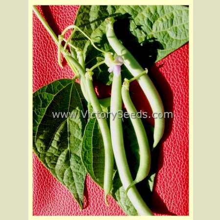 'Tendergreen' bush green bean pods.
