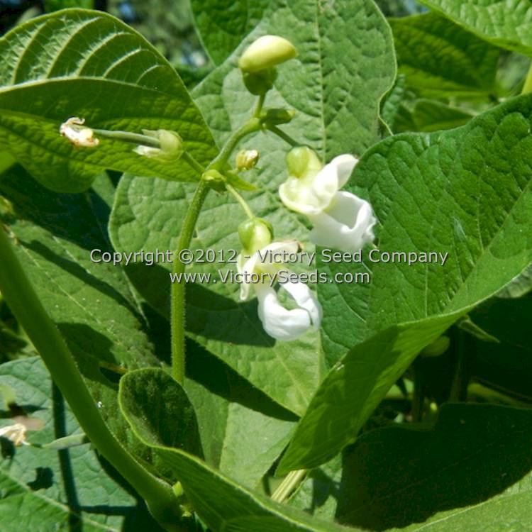 'Tobacco Patch' bean flowers.