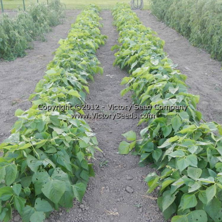 'Tobacco Patch'  bean plants.