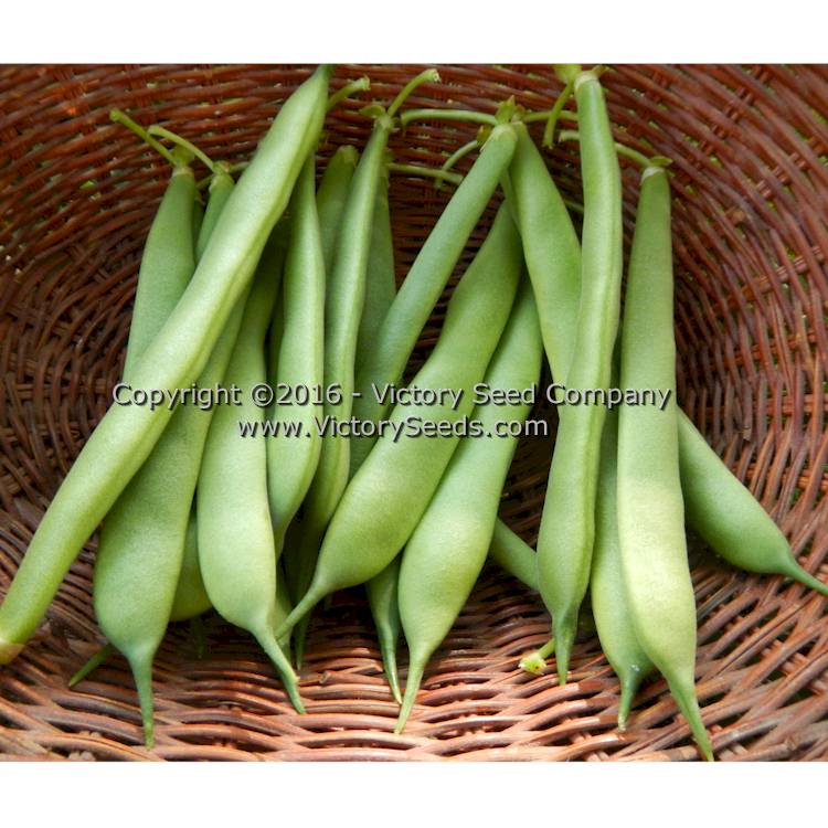 'Tobacco Patch' beans harvested for "green beans."